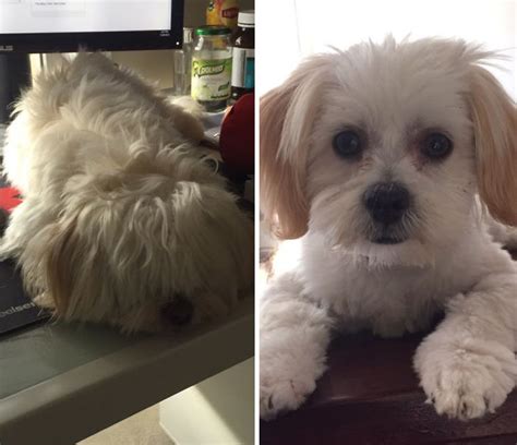 128 Dogs Before And After Their Haircuts Add Yours Bored Panda