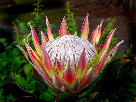Pin By Marlene Smith On Plants In 2020 King Protea Protea