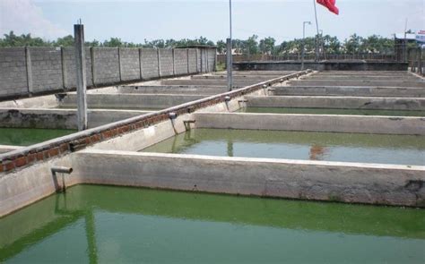 Budidaya Koi Kolam Beton – Toko Effand