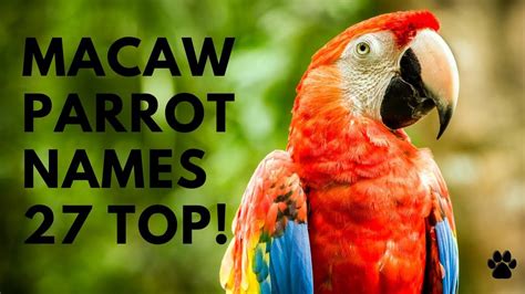 Macaw Parrot Names 🌿 27 Cute 🌿 Top 🌿 Best Ideas Names In 2021