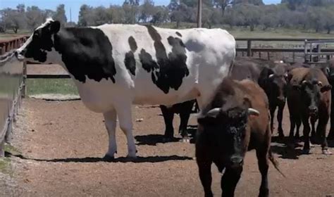 La Historia De La Gigantesca Vaca Australiana La Tercera