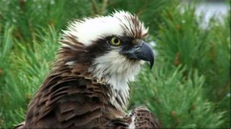 Lady The Osprey Returns To Loch Of The Lowes Reserve Bbc News