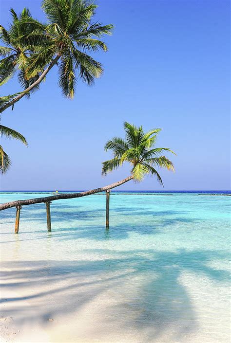 Bending Palm Trees Over Blue Ocean Photograph By Jenny Rainbow Pixels