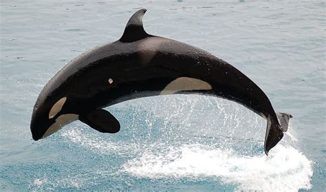 1920x1080px 1080p Free Download Orca Jumping Out The Water Of