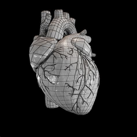 Modelo 3d Corazón Humano Turbosquid 1737445