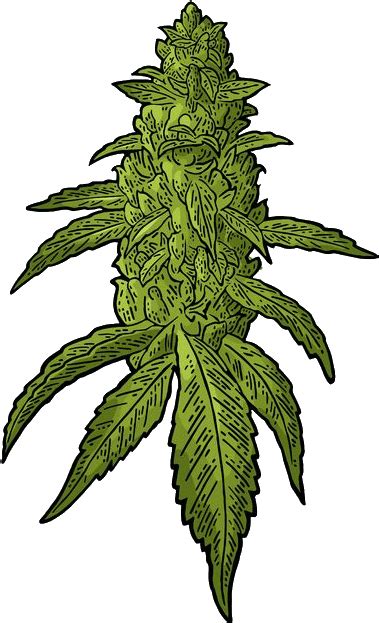 Weed Blunt Clipart Transparent 10 Free Cliparts Download Images On