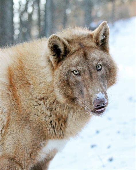 So Beautiful 💕💕 Wolf Hybrid Dogs Wolf Dog Hybrid Dogs