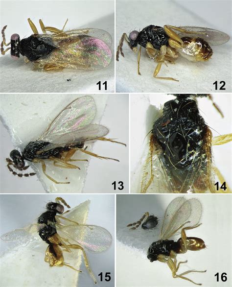 Euplectrus Selangeri N Sp Dorsal View E Pahangi N Sp Download Scientific