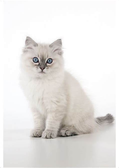 Get a ragdoll, bengal, siamese and more on kijiji, canada's #1 local classifieds. Siamese Kittens For Sale Near Me