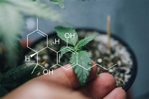 The 10 Cannabinoids You Need To Know About