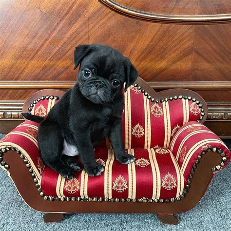 Browse pug puppies and dogs in nearby cities. Kiwi - AKC Pug doggie for sale in San Antonio, Texas | VIP ...