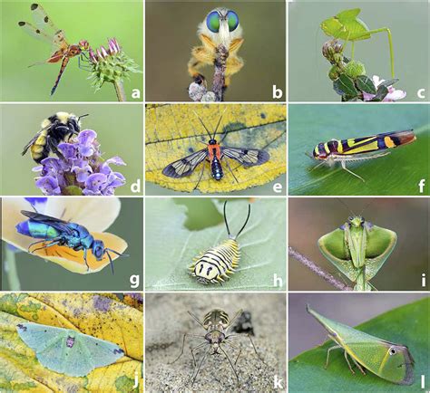 Insect Diversity A Pennants Libellulidae Dragonflies Are Among