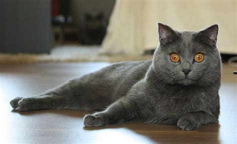 Chartreux Cat Price In India Rupees Cats In Boxes