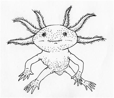 Axolotl Drawing Easy Speed Drawing Axolotl 🌿💦 Youtube How To