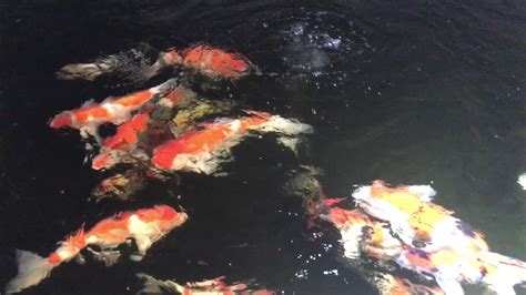 Maybe you would like to learn more about one of these? Some of our Koi | Cyprus Koi | Japanese Koi for sale in Cyprus