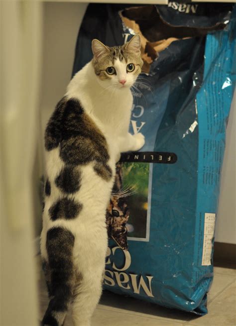 We love it and think your dog will to! AAFCO APPROVED CAT FOOD | AAFCO APPROVED CAT FOOD