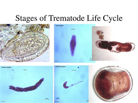 Ppt Phylum Platyhelminthes Powerpoint Presentation Free Download