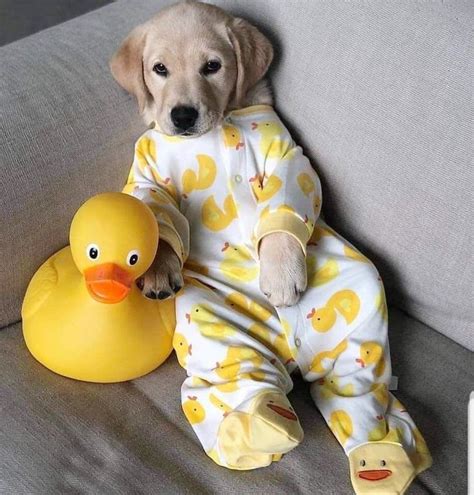 Pin By Isabella On Puppys Puppies In Pajamas Cute Baby Dogs Cute