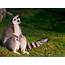 Ring Tailed Lemur Animal Photography Wallpaper Preview  10wallpapercom