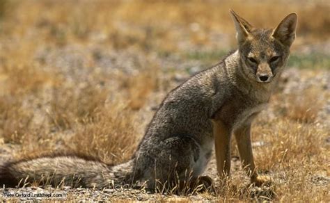 Patagonian Fox Lycalopex Griseus South American Grey Foxes Are