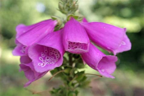 These stunning bouquets will make a perfect alternative to asda, sainsburys or tesco flowers delivery & all these bouquets come with free uk next day delivery. Citizen Science #5: Wildflower Count