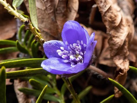Beautiful Macro Shot Of A First Single Wildflower Large Blue Hepatica