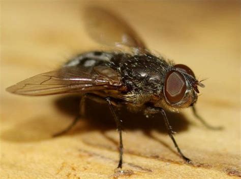 Désinsectisation Traiter Les Insectes St Etienne Loire 42 Ads