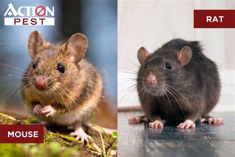 Action Pest Control Servicesrats Vs Mice How To Identify And Control