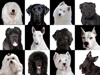 Razas de perros preparadas para vivir en un piso. La raza de perro ideal para cada signo zodiacal | Esoterismo
