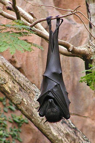 161 Best Images About Black Flying Fox Batand Other Bats