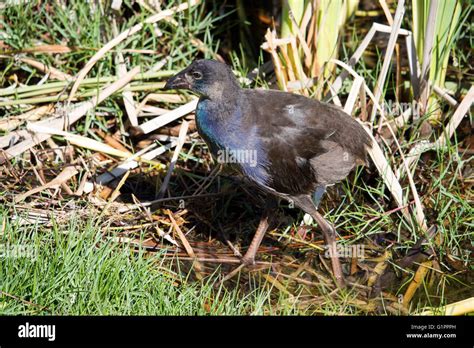 Juvenile Purple Swamp Hen Porphyria Porphyria Chick Standing In The