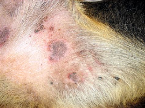 Allergic Dermatitis By Dirofilaria Repens In A Dog Clinical Picture And Treatment Semantic