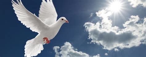 Dove Symbolism A Guide To The Various Meanings Of Doves