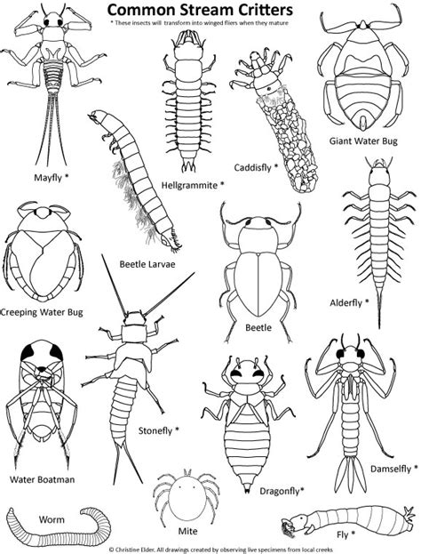 Insect Printable Coloring Pages Printable Templates