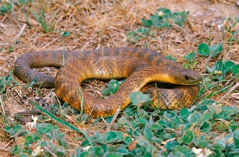 Eastern Tiger Snake Notechis Scutatus Stock Image F0314860