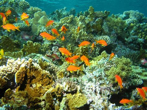 Marine Life - Sea Life Wallpaper (7591165) - Fanpop