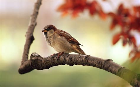 Attracting Birds To Your Trees And Landscaping Arborist Now