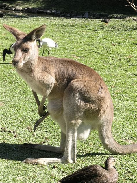 Kanguru Australia Hewan Berkantung Foto Gratis Di Pixabay