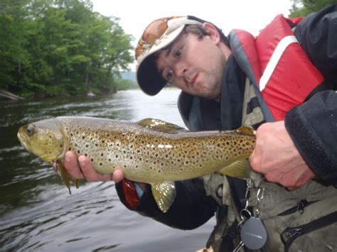 Saco River Photos Guided Fly Fishing Trips New Hampshire White