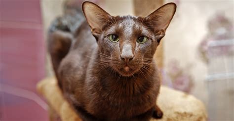 havana brown cat history characteristics  care