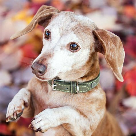 Pet Adoption First Days With Your Senior Dog Edition