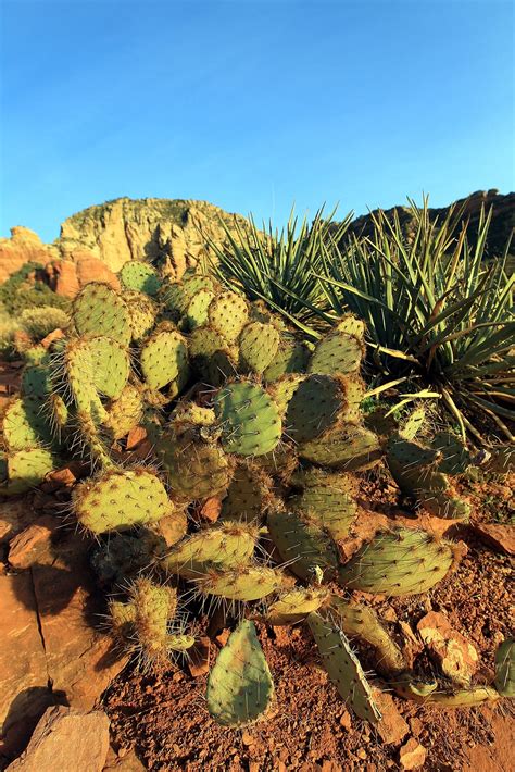 Cacti Are More Endangered Than Pandas 1 Species Out Of 3 Is Threatened