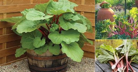 Growing Rhubarb In Pots How To Grow Rhubarb In A Container