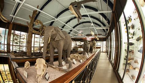Tring Natural History Museum