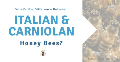 Honey Bee Specie Comparison Italian Vs Carniolan Honey Bees