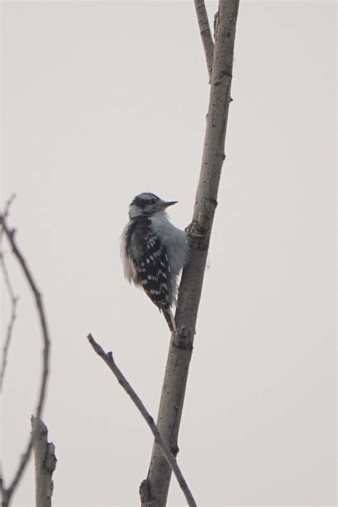 Downy Woodpecker Downy Woodpecker © Steve Frye Photo Take Flickr