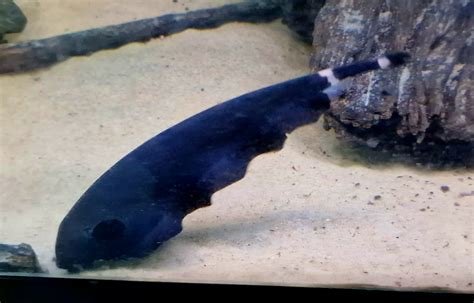 Black Ghost Knife Fish Apteronotus Albifrons Pier Aquatics