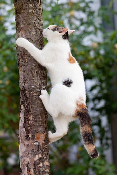 5000 Cat Climbing Tree Stock Photos Pictures And Royalty Free Images