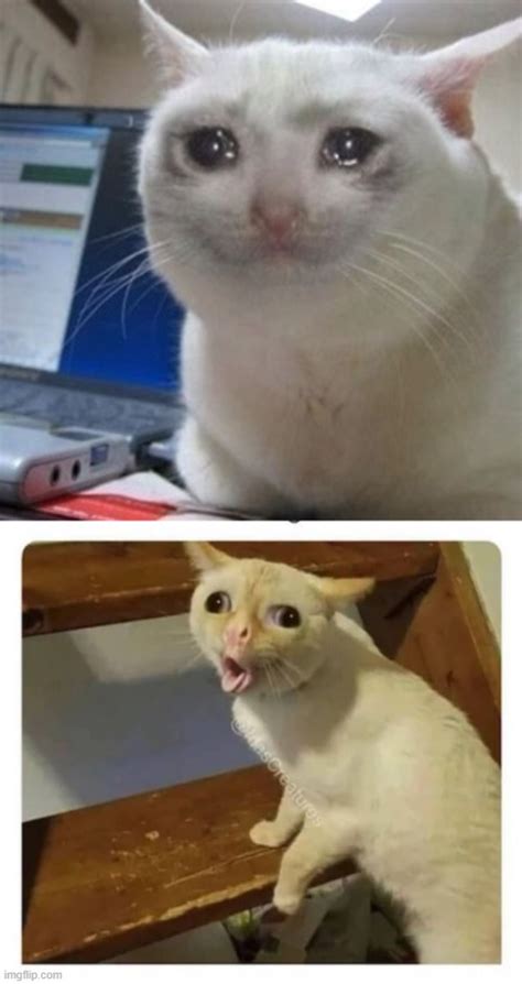 50 Funny Cat Coughing Memes That Will Make You Laugh