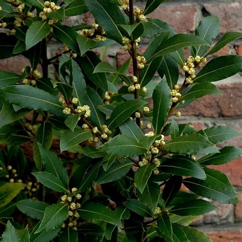 100 Seeds Bay Laurel, bay tree, true laurel (Laurus nobilis)